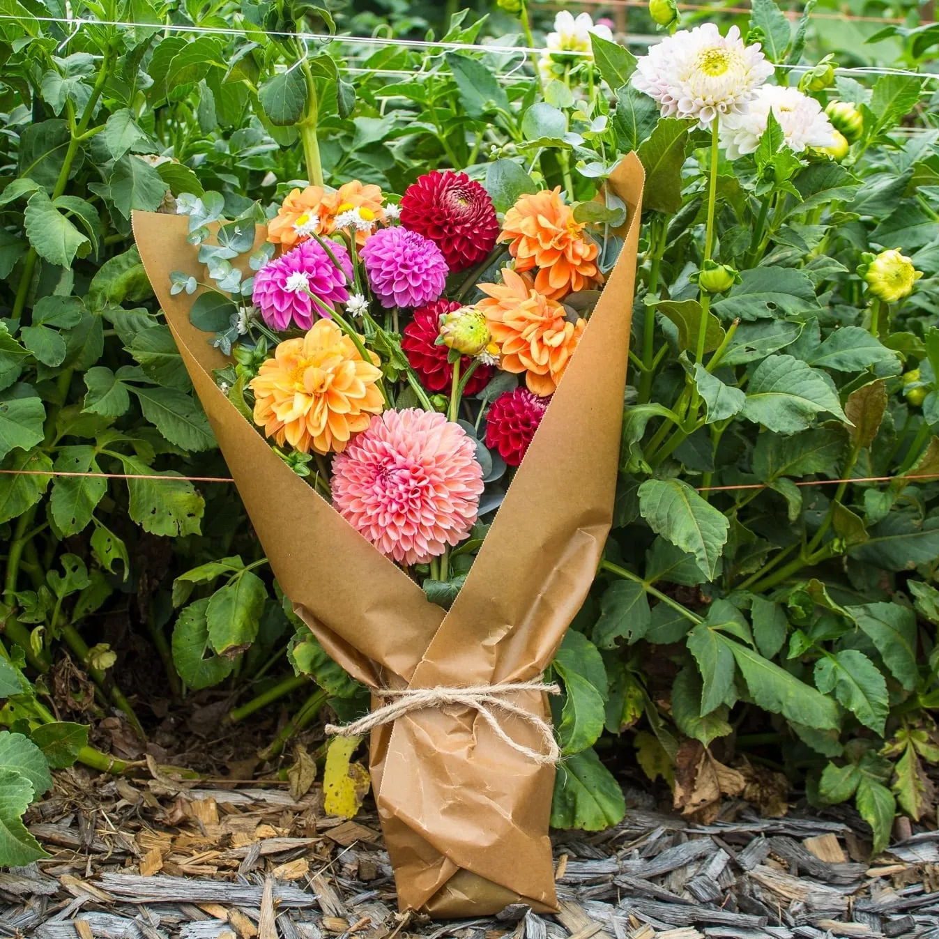 The Dahlia Bouquet