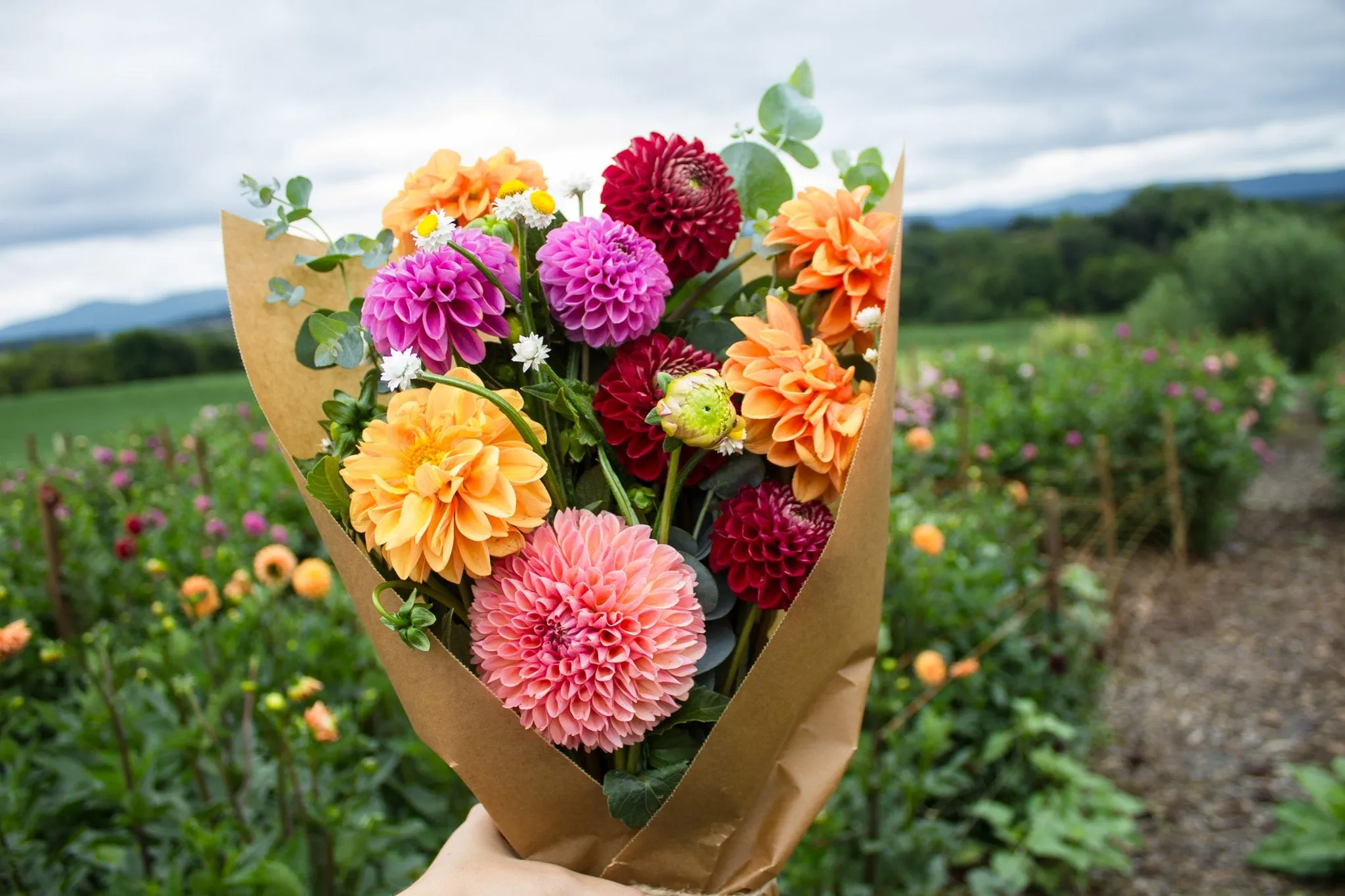 The Dahlia Bouquet